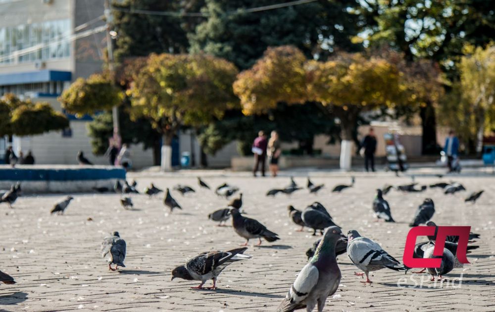 20 фотографий ярких осенних Бельц фото 7