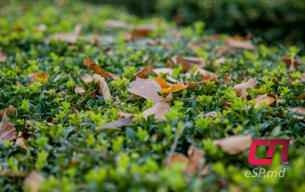 20 фотографий ярких осенних Бельц фото 13