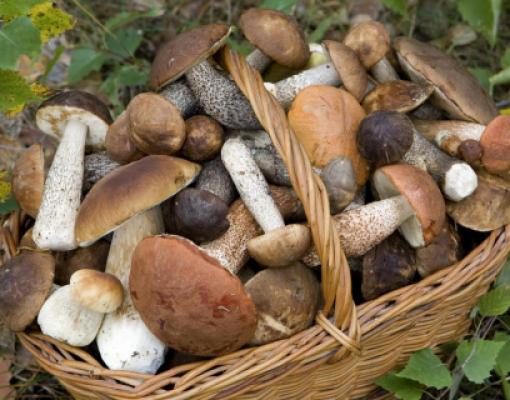 Сбор грибов Молдова