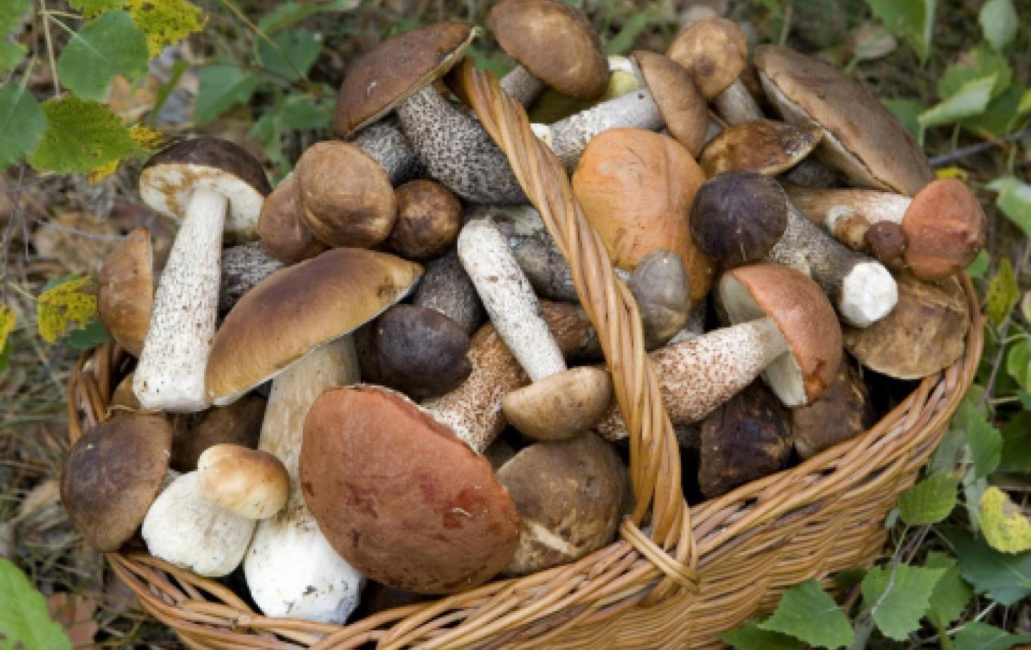 Сбор грибов Молдова