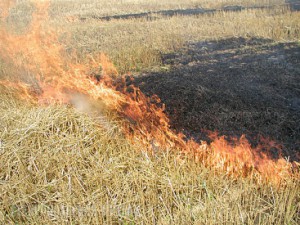 ОПАСНОСТЬ пожаров: в Бельцах горит трава