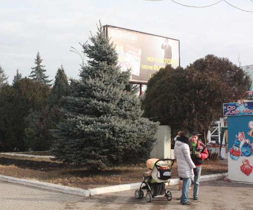 elka Эта ёлочка лет через 15 станет превращаться в главную новогоднюю