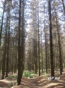 foto eli2 Что будет на месте посадки?