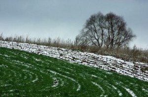 ozimye Засуха приведет к снижению урожая зерновых в нынешнем году