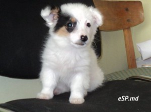 Ищу хозяина!