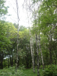 Что случилось с берёзами?