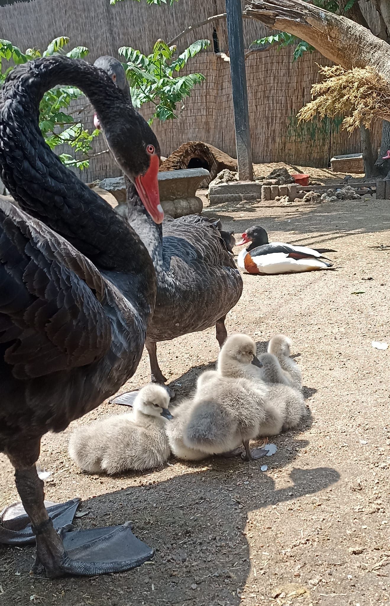 Птенцы черных лебедей вылупились в Одесском зоопарке