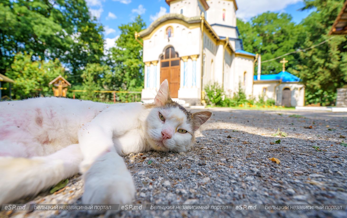 кот возле церкви