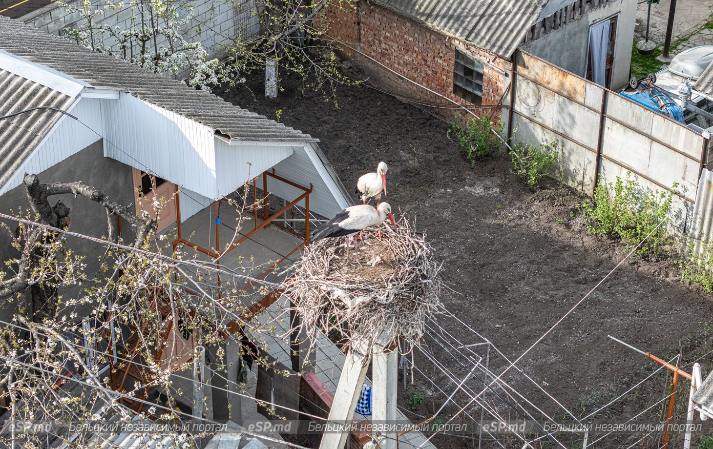 гнездо аистов в Бельцах