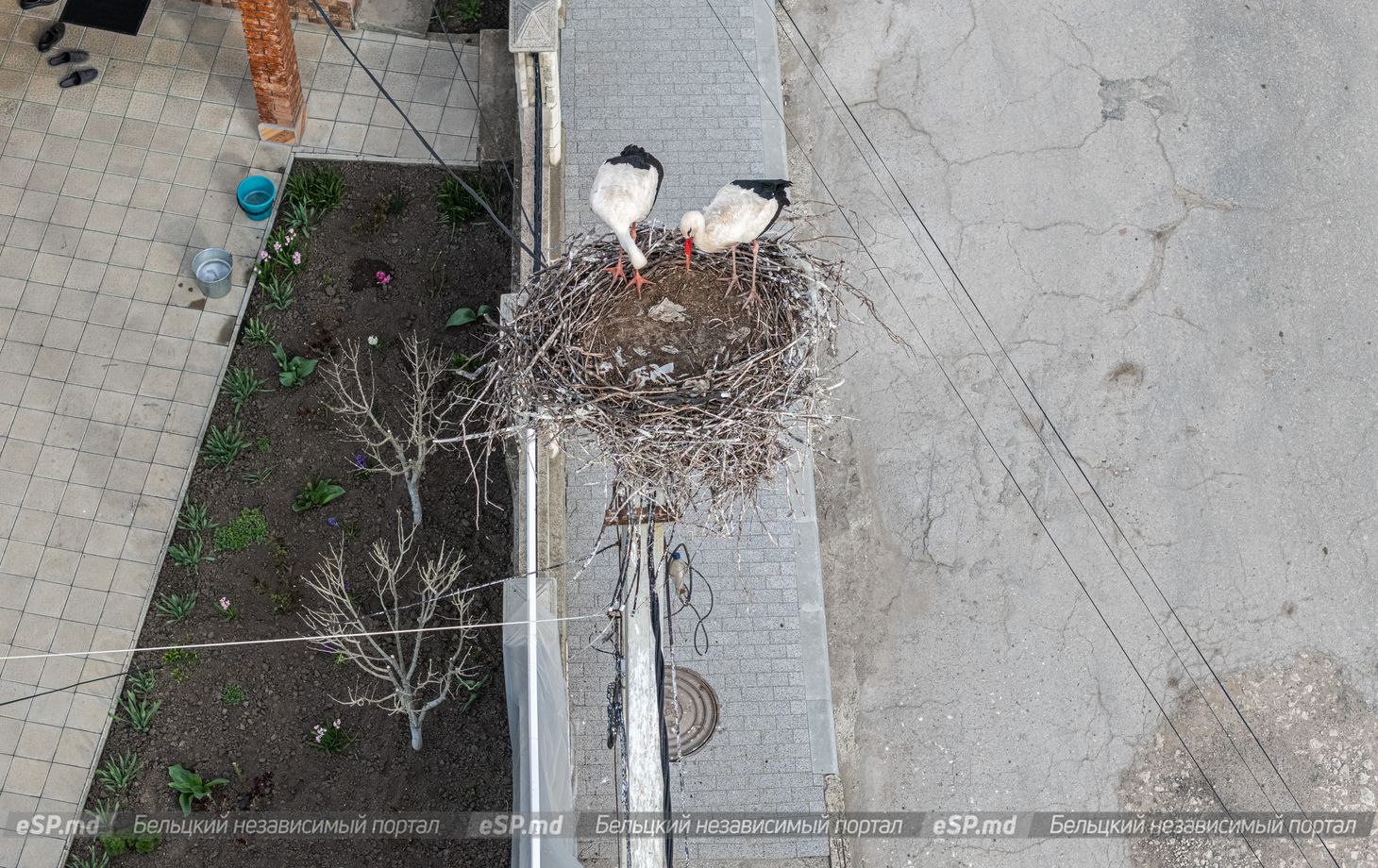 гнездо аистов в Бельцах