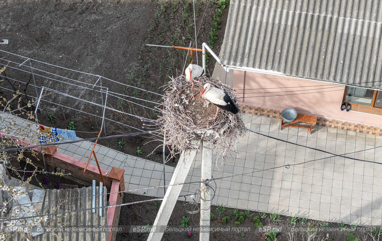 гнездо аистов в Бельцах