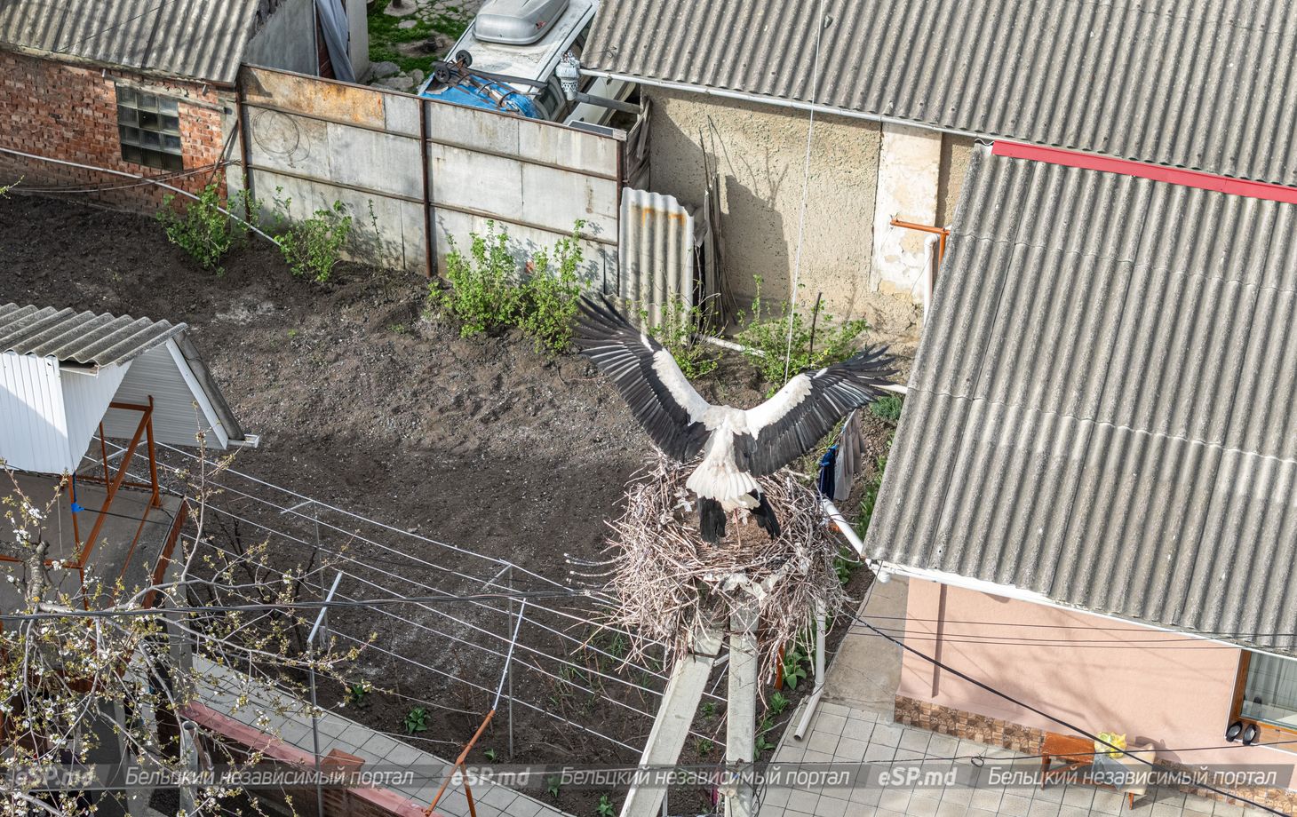 гнездо аистов в Бельцах