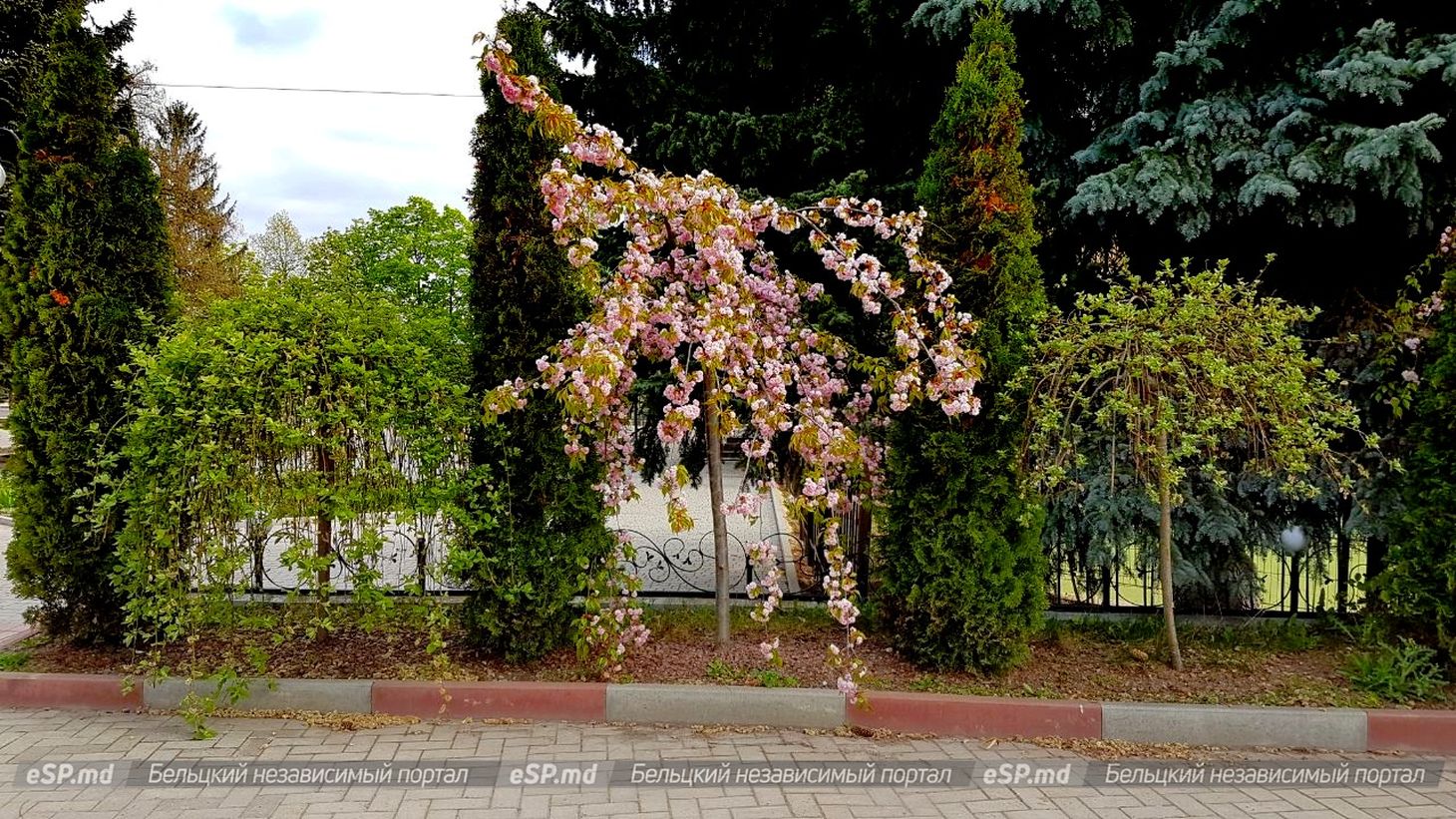 Декоративные растения в Окнице Окницкого района