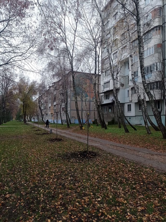 посадили сливы