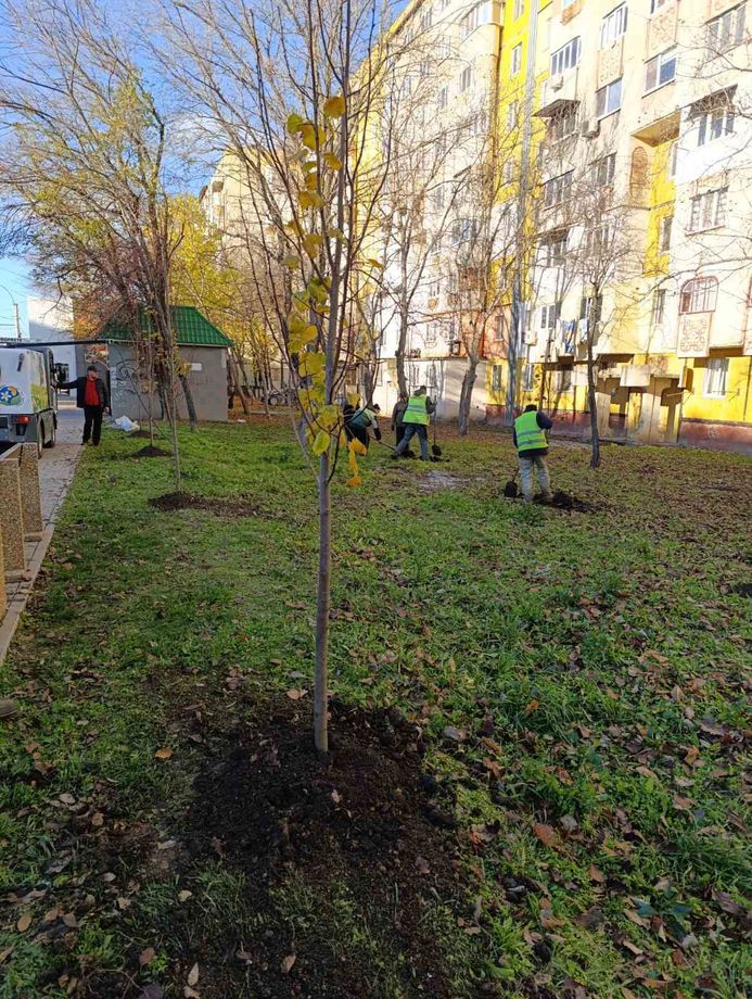 Как сажают липы в Бельцах