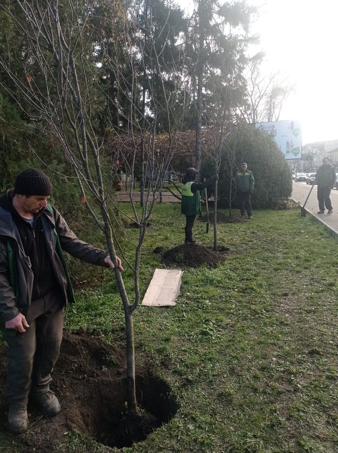 На улице Дечебала посадили 18 слив 