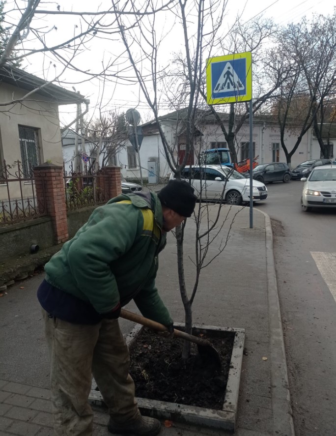 Бельцы сажают деревья