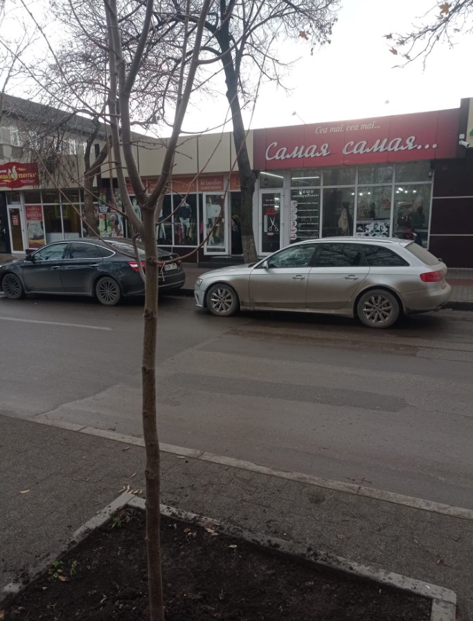 Бельцы сажают деревья5