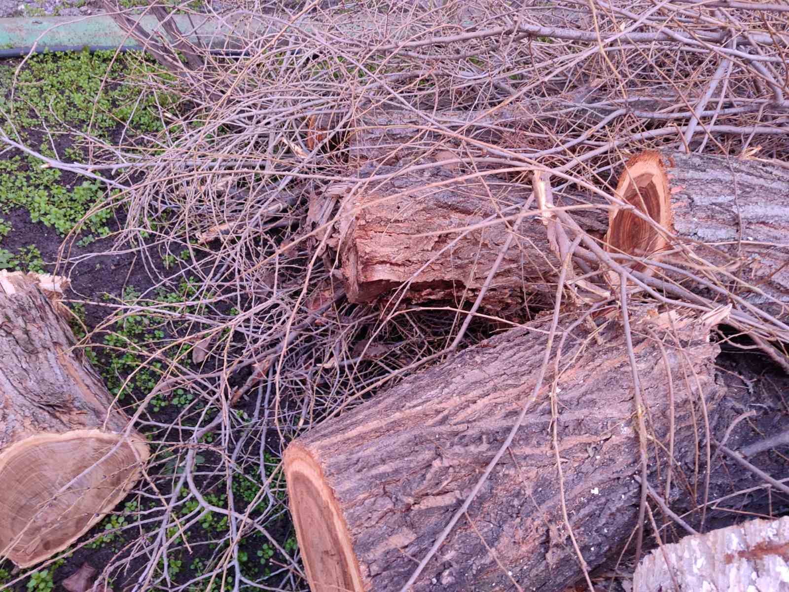 Срубили деревья в Бельцах