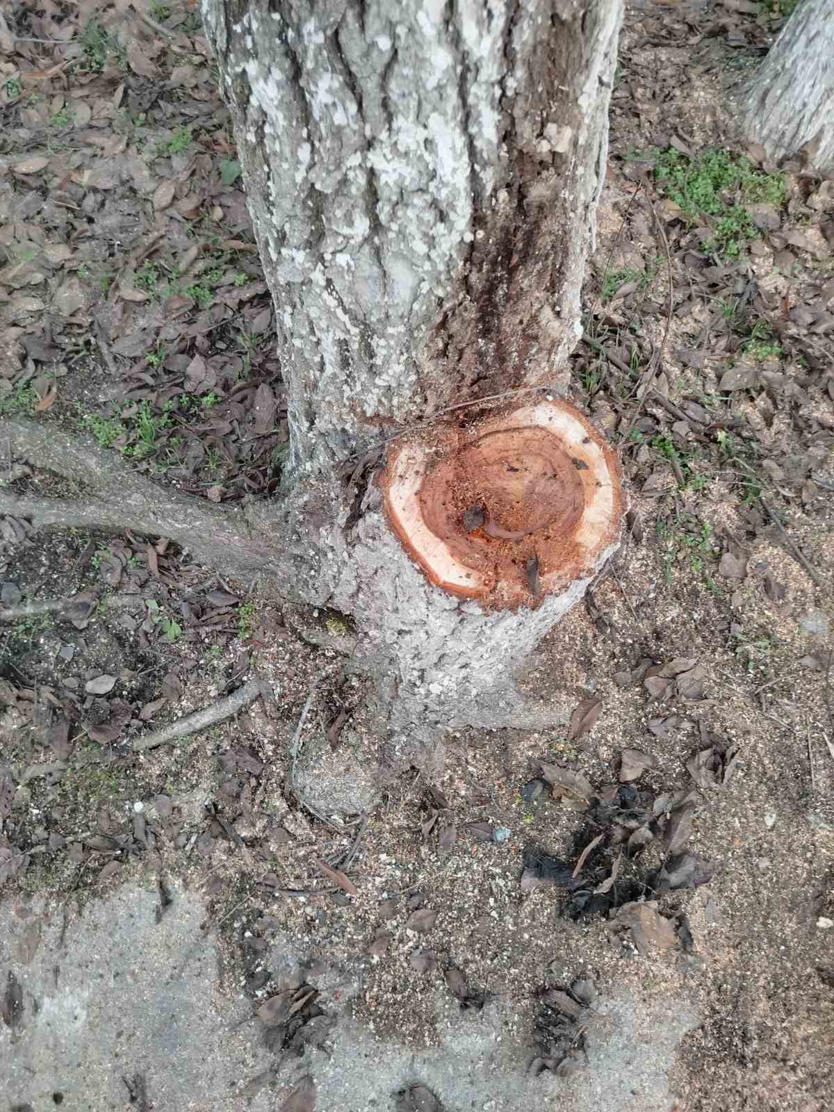 Фото пня незаконного в Бельцах
