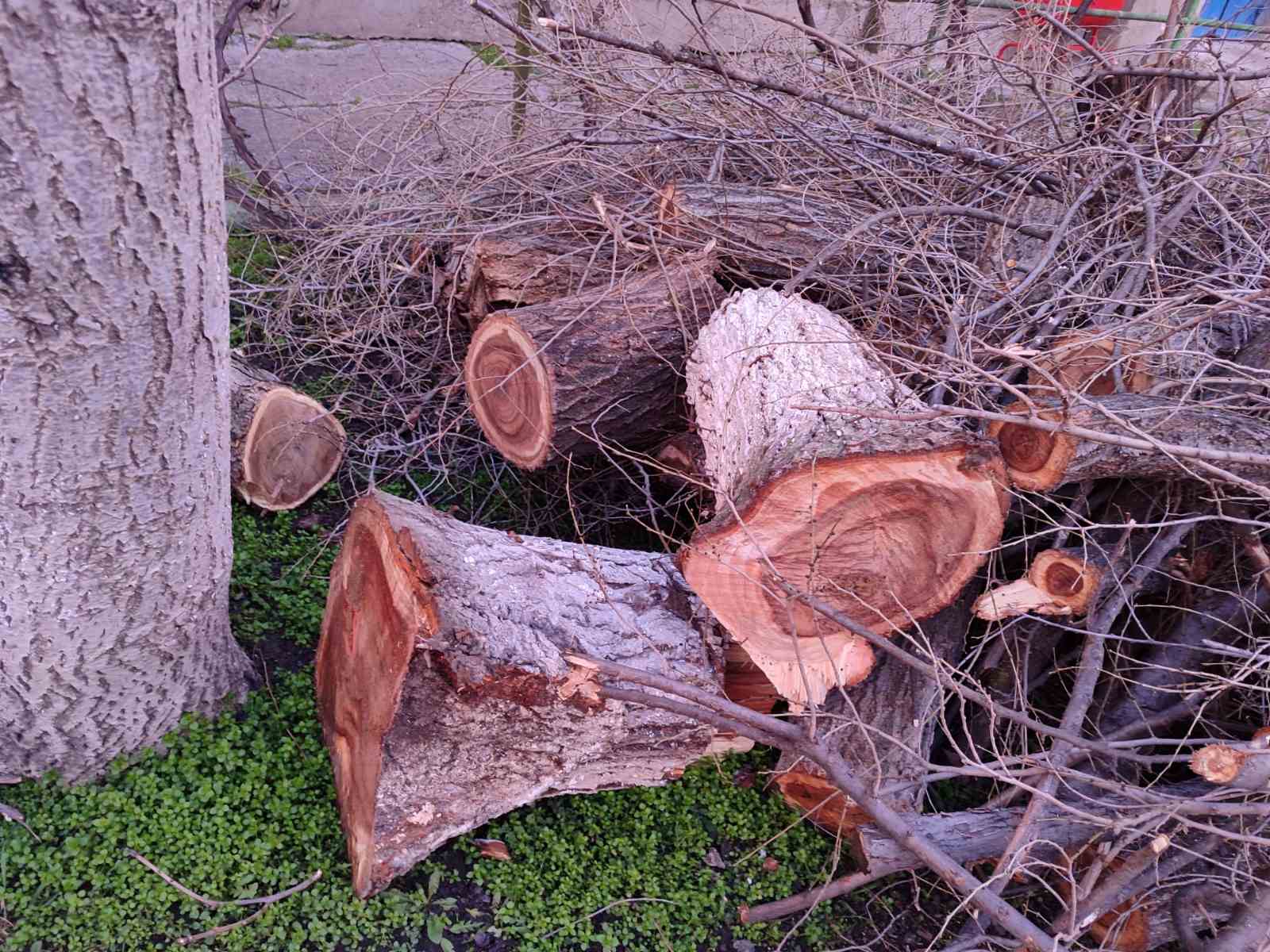 Деревья в Бельцах