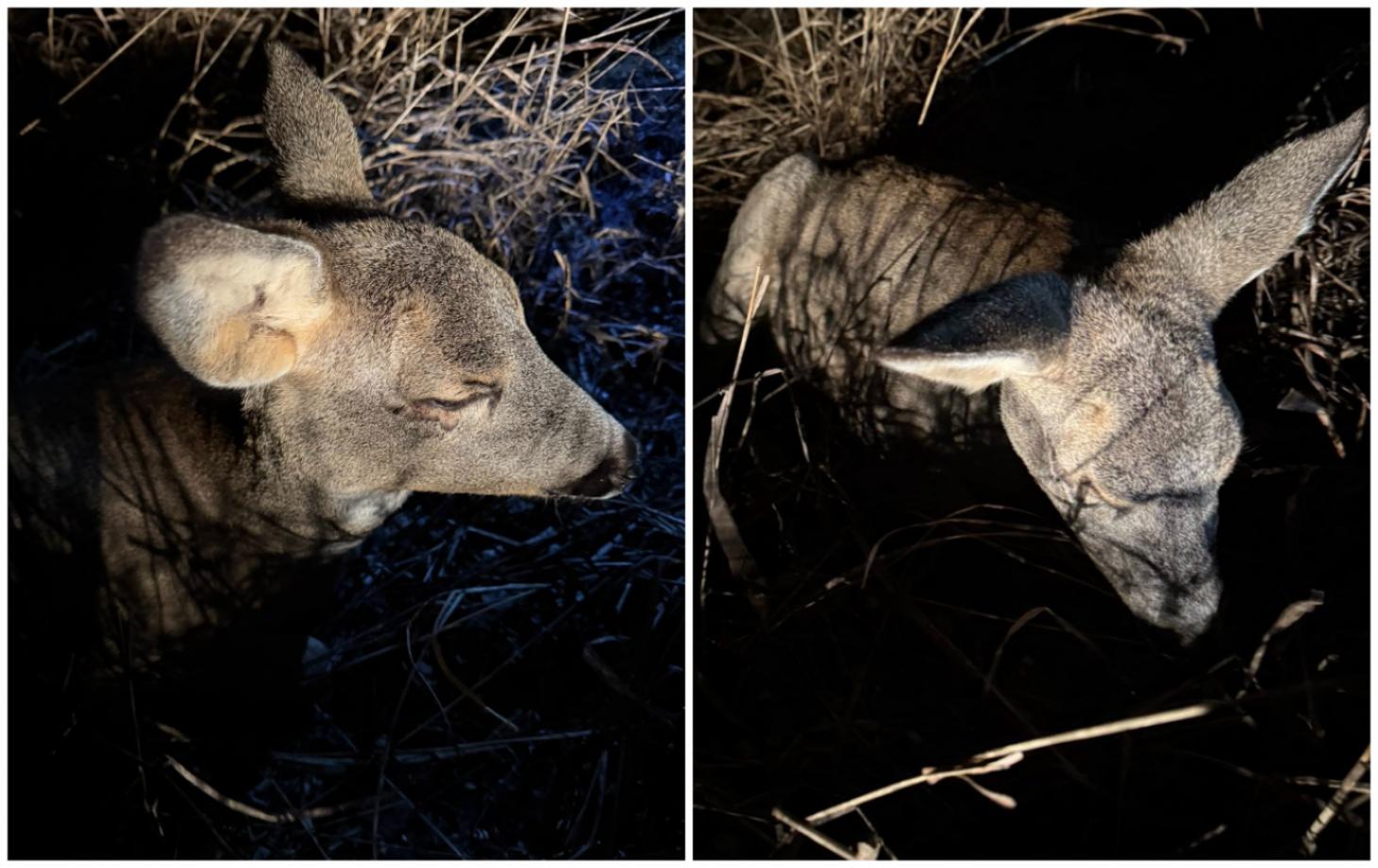 спасение косули