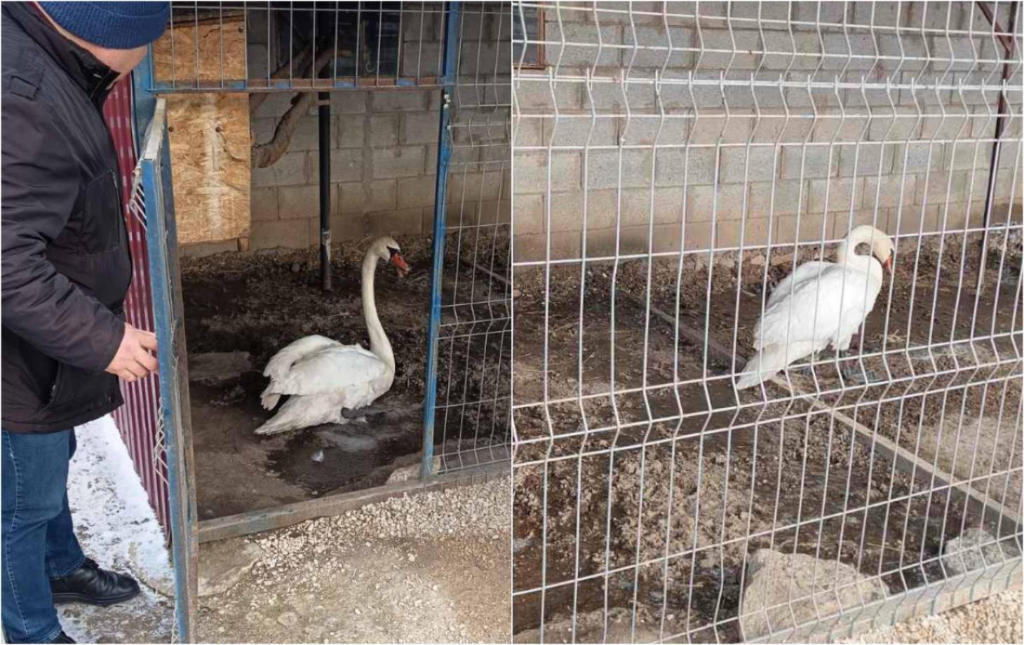 спасения лебедя