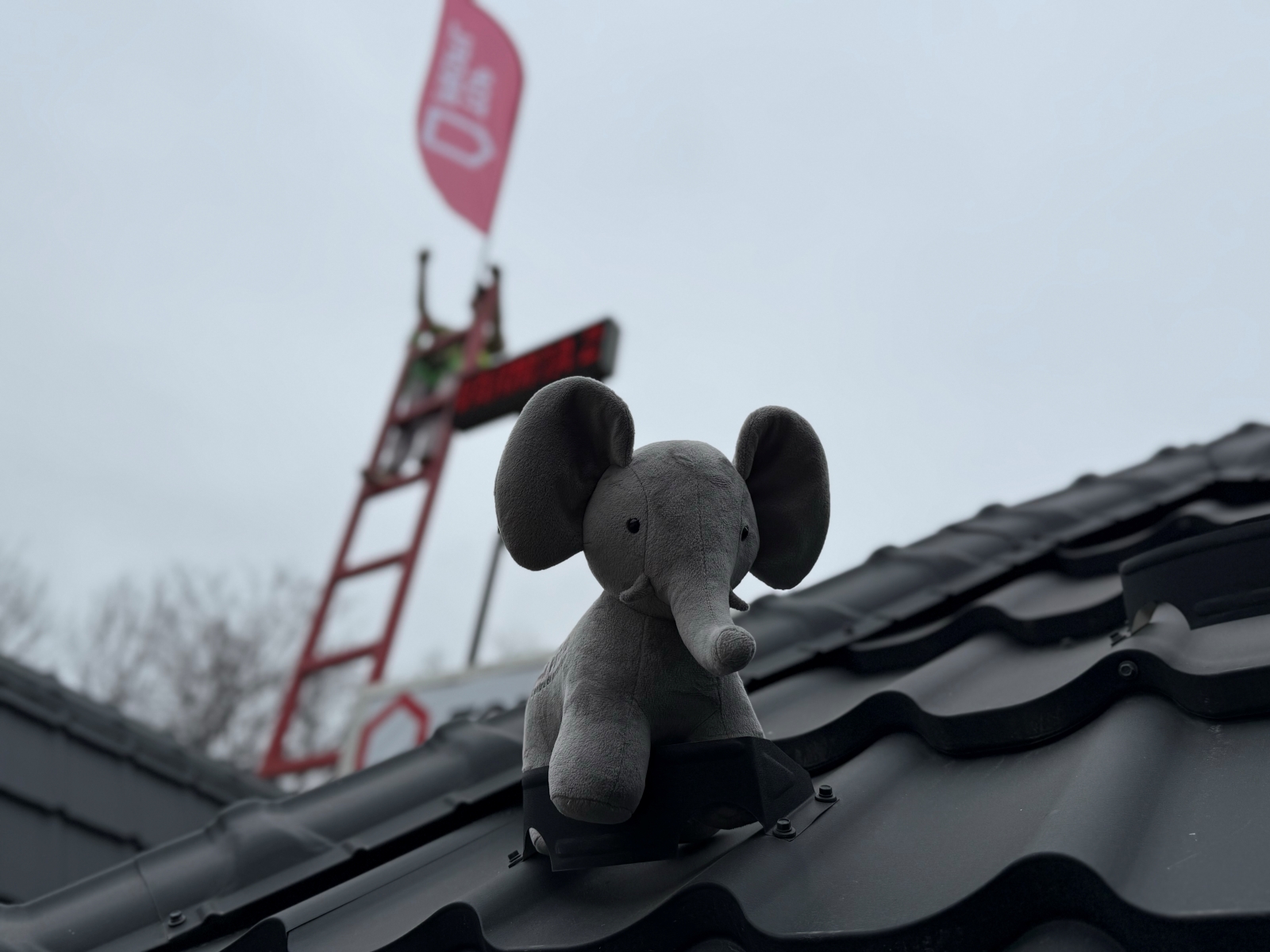 Слонёнок Top Profil — символ инициативы 2026 и надёжной кровли Budmat в Молдове Фирменный плюшевый слонёнок Top Profil на крыше из тёмной металлочерепицы Budmat — символ социальной инициативы 2026 в Молдове