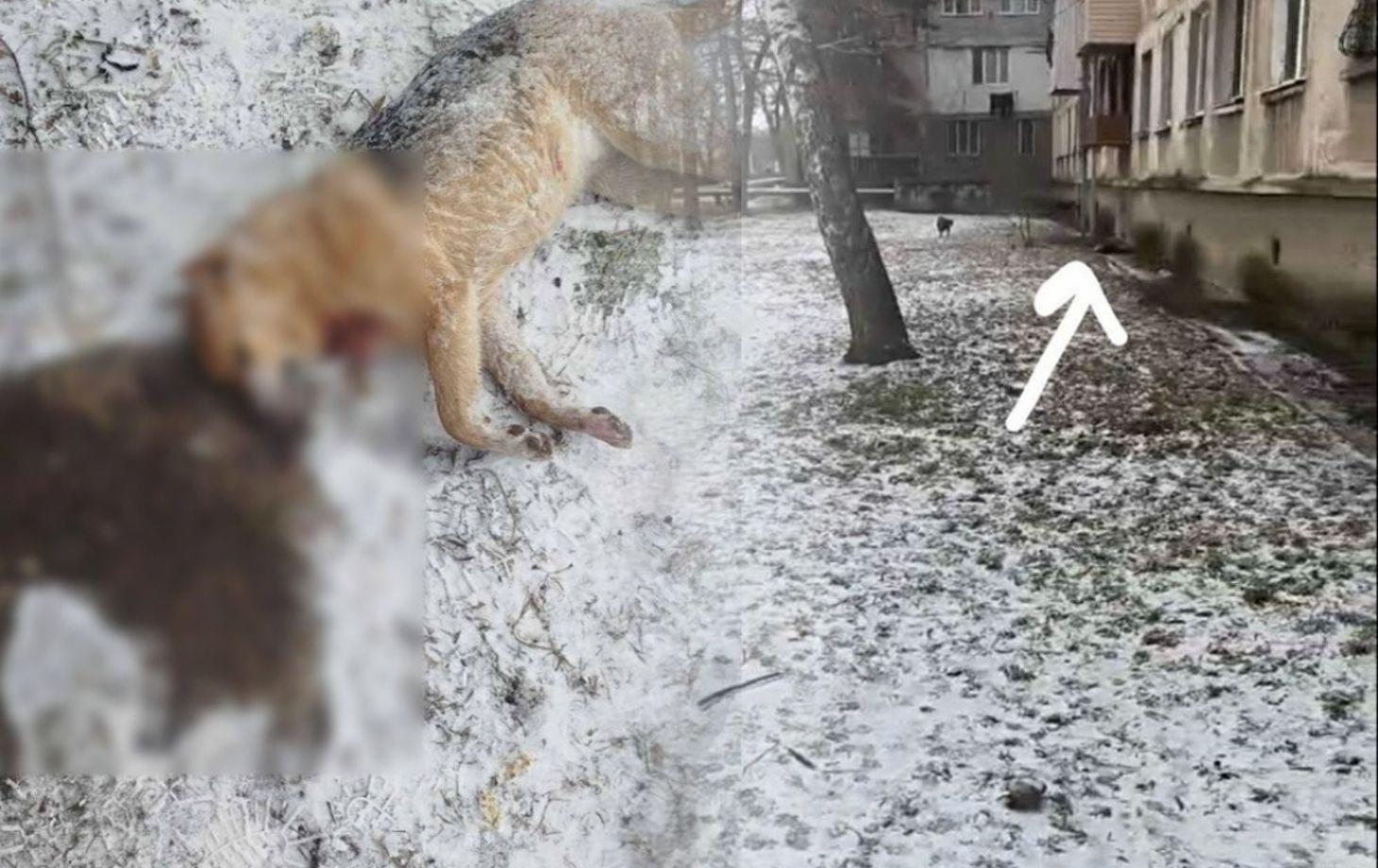 застреленная собака