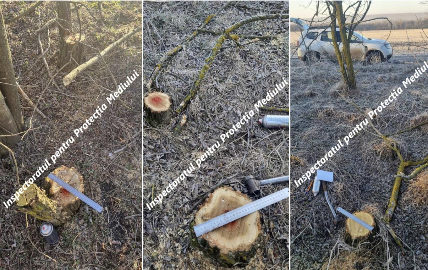 В Дондюшанском районе нашли 218 срубленных деревьев: ущерб — более 68 тысяч леев