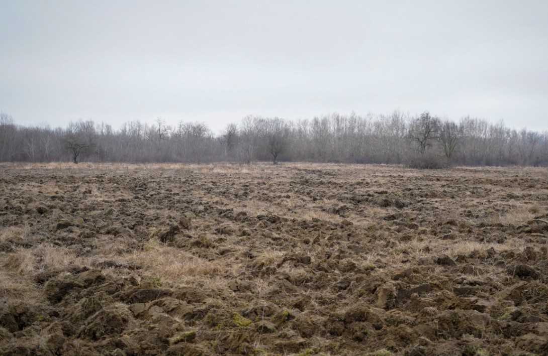 сажают деревья в Молдове