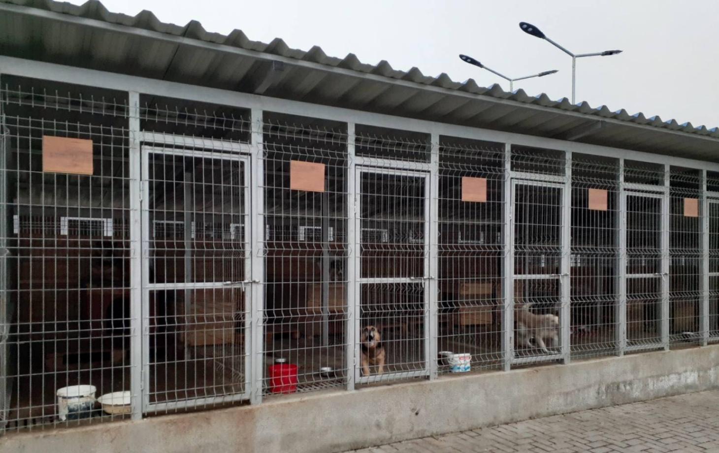 В Бельцах лицеистки передали приюту более 100 кг корма для собак