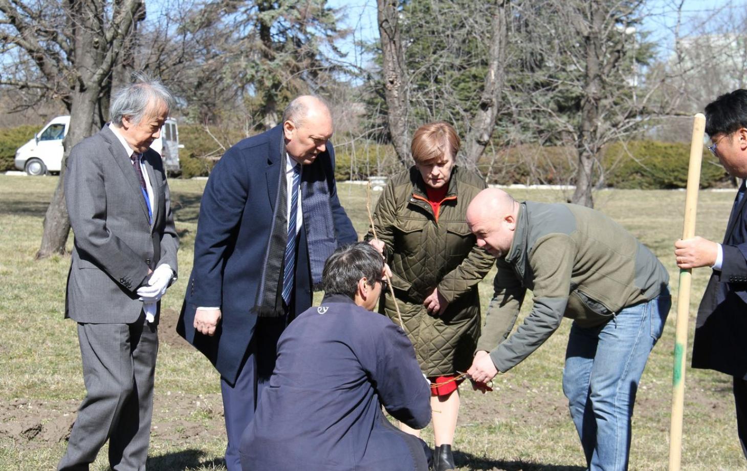 В Ботаническом саду в Кишинёве высадили более 50 сакур