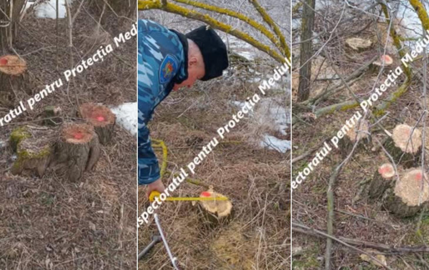 В Дондюшанском районе незаконно вырубили 235 деревьев