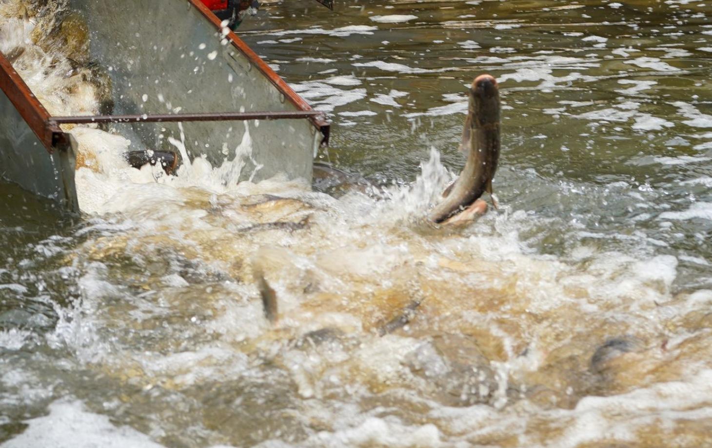 В Прут в районе водохранилища Костешты — Стынка выпустили 2,5 тонны рыбы