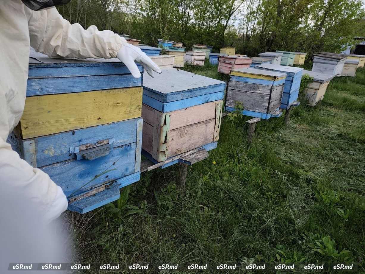Пасека Тудора Лупу в Блештень Единецкого района