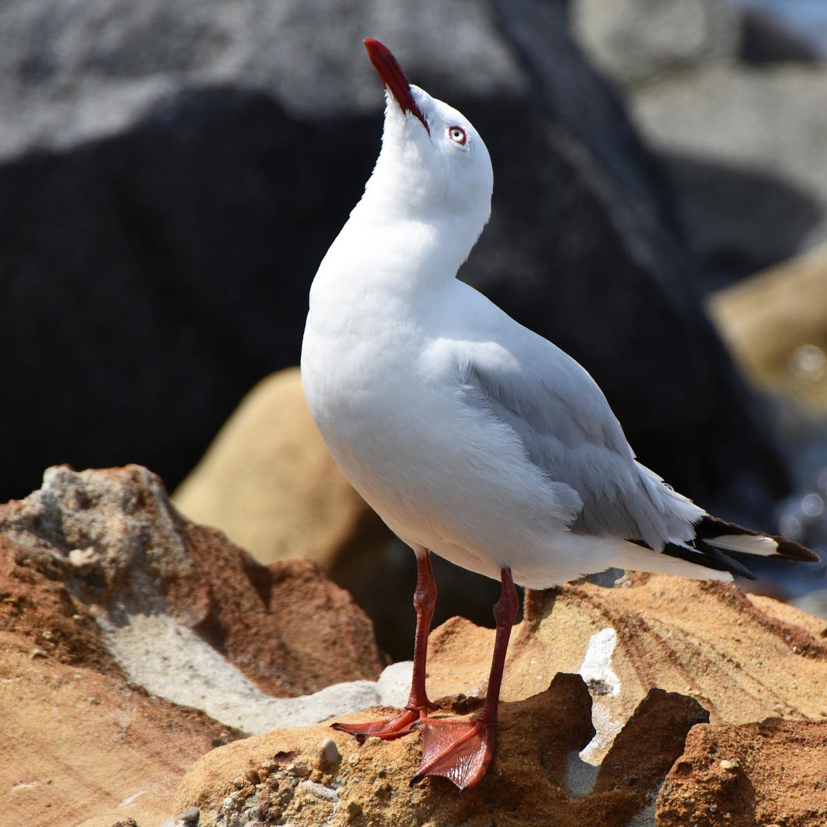 seagull-1720475_1920.jpg