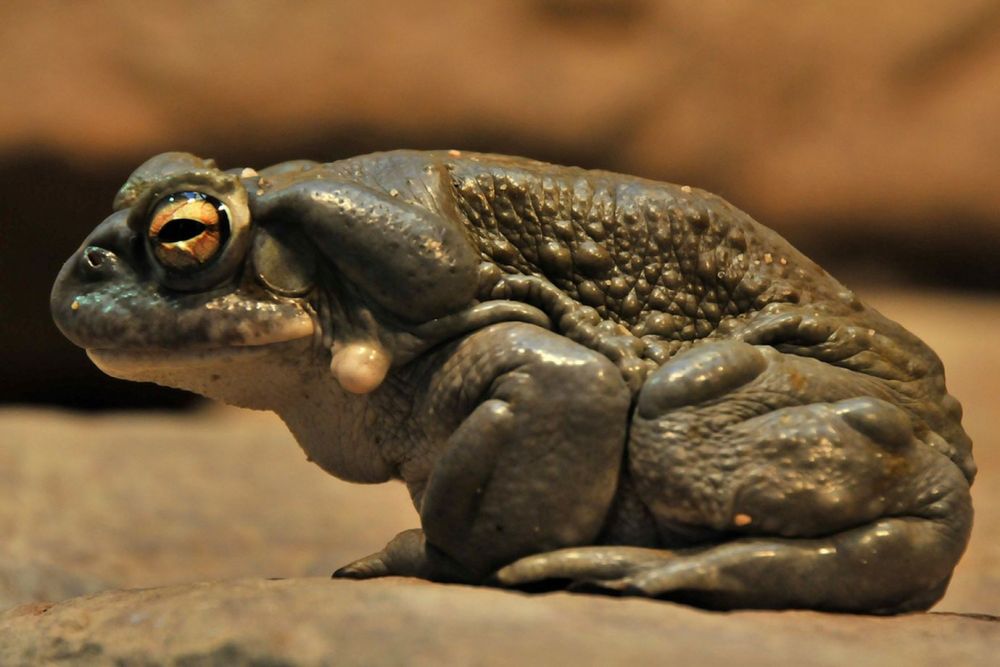 Bufo Alvarius жаба