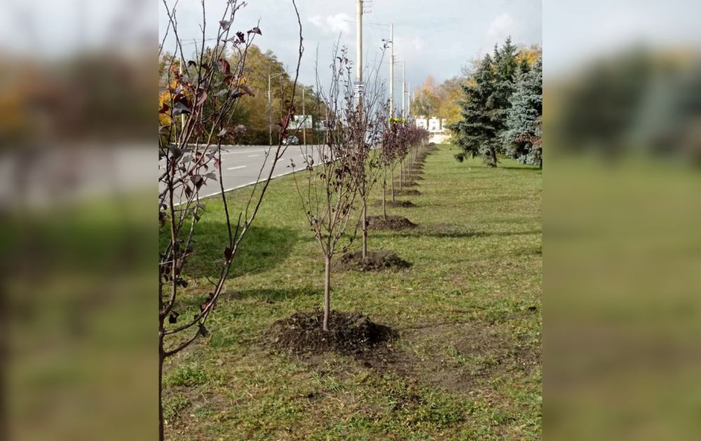 сливы Писсарди на въезде в Бельцы