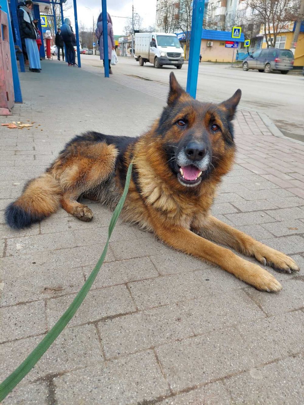 Собаки в Бельцах бесплатно