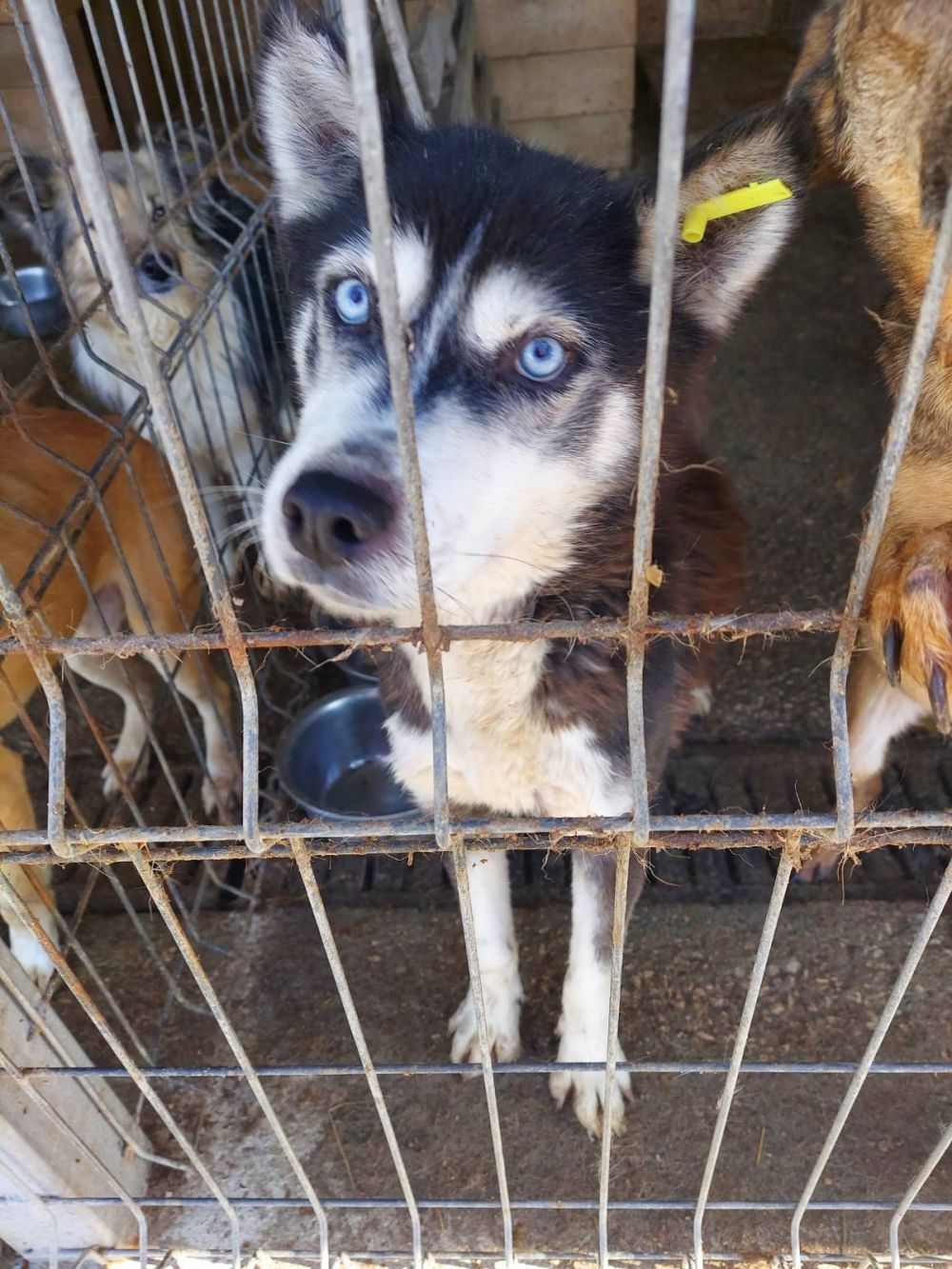 Собаки в Бельцах бесплатно