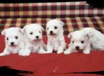 Мальтийская болонка(bichon maltese)