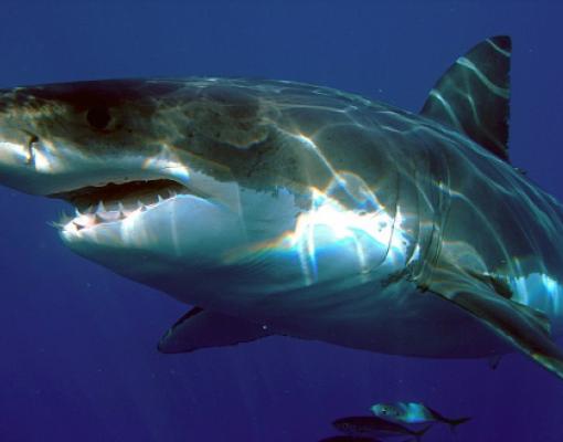 В Египте вторая туристка погибла от нападения акулы 