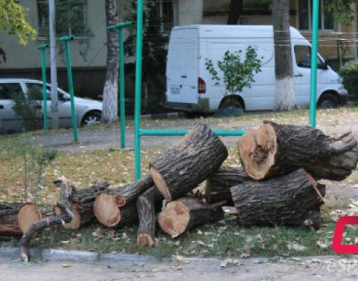 Вырубка деревьев