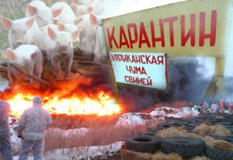 Африканская чума свиней