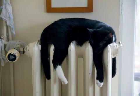 Кошка на батареи отопление