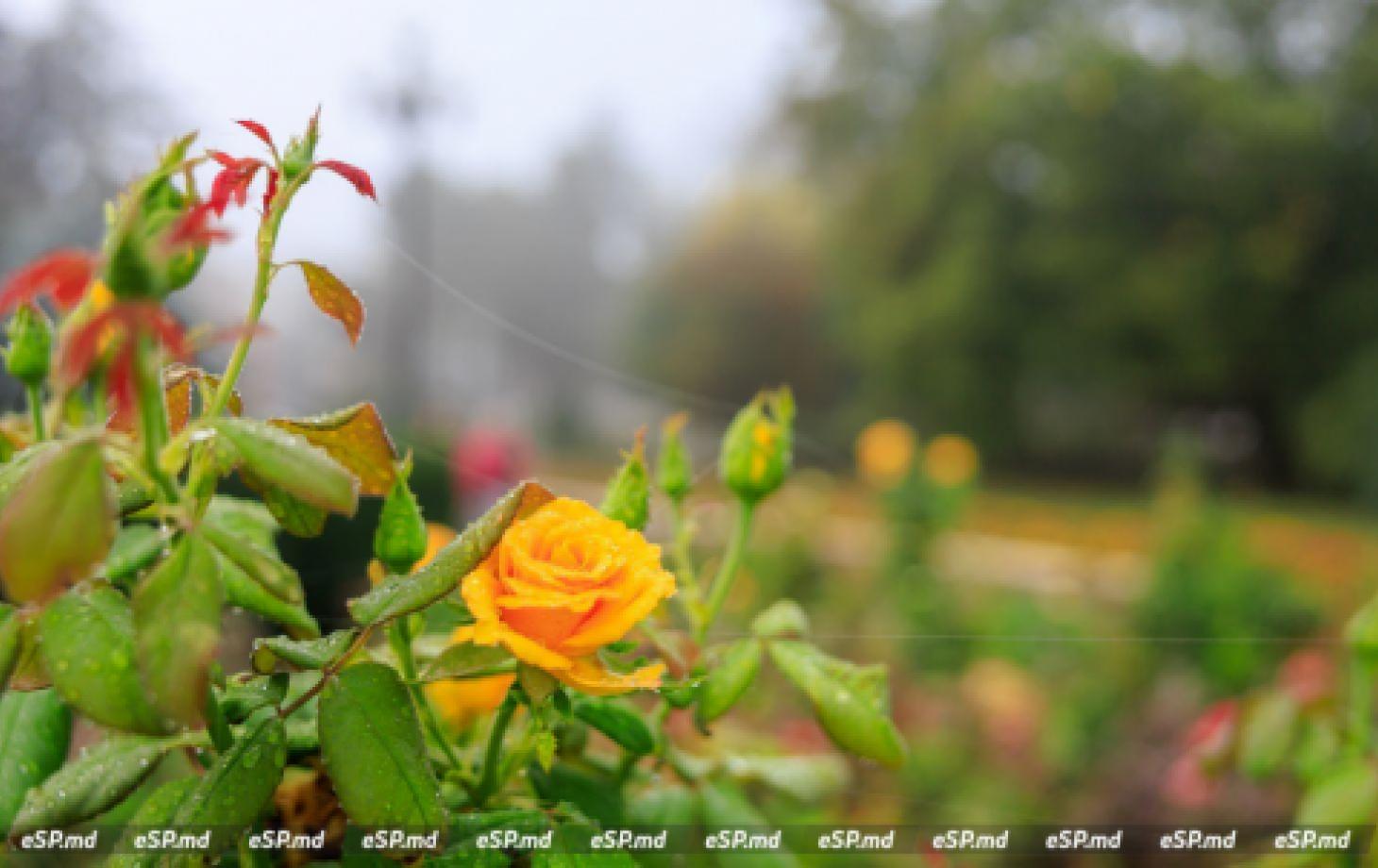 Vremea la Bălți: Prognoza meteo pentru joi, 10 octombrie