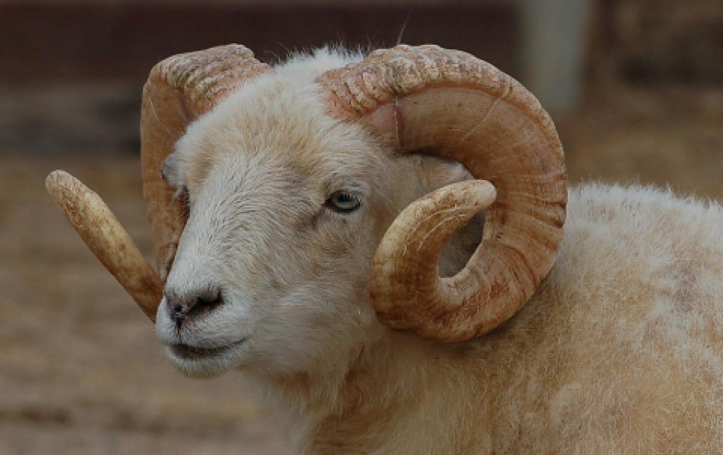 În Transnistria, un berbec a atacat un bărbat de 85 de ani: pensionarul a murit