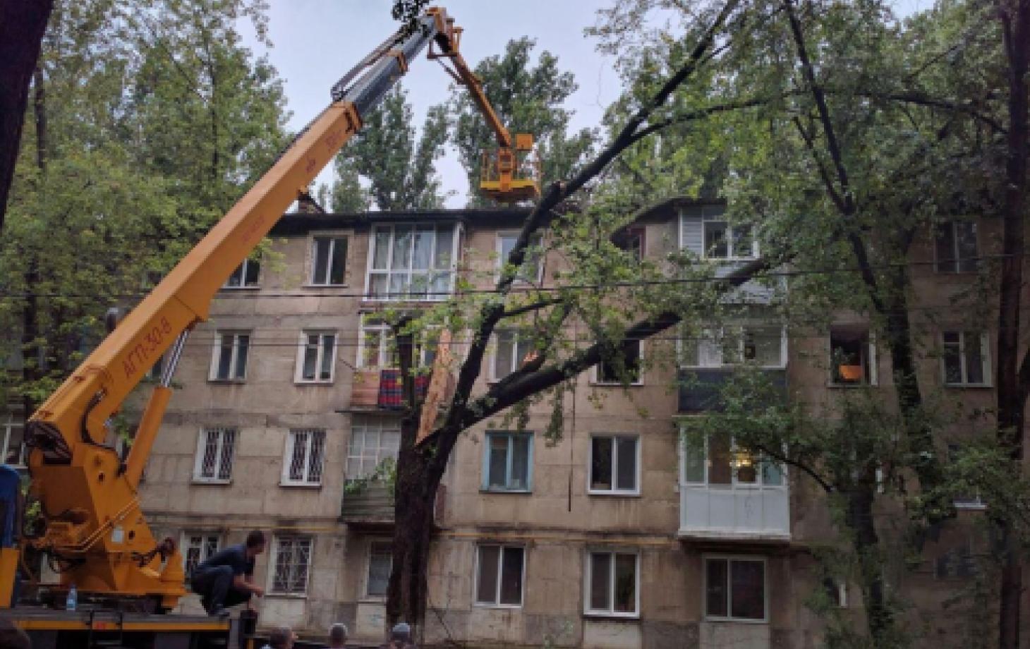 Почему в Бельцах не выполняются заявки по обрезке деревьев? | СП - Новости  Бельцы Молдова