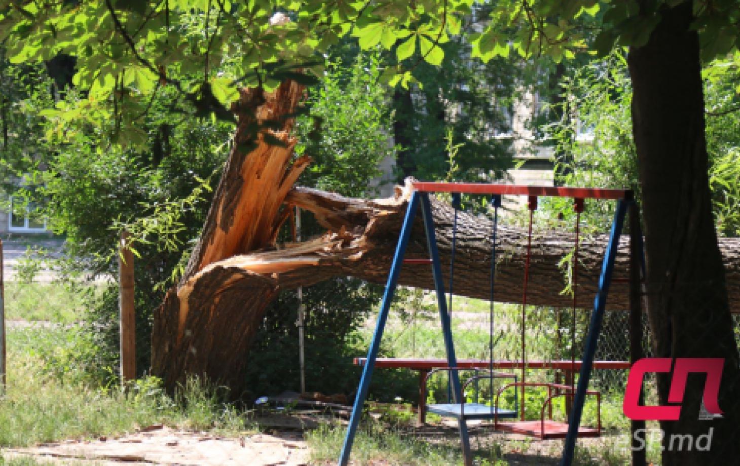 Фото дня: Дерево упало на детскую площадку | СП - Новости Бельцы Молдова